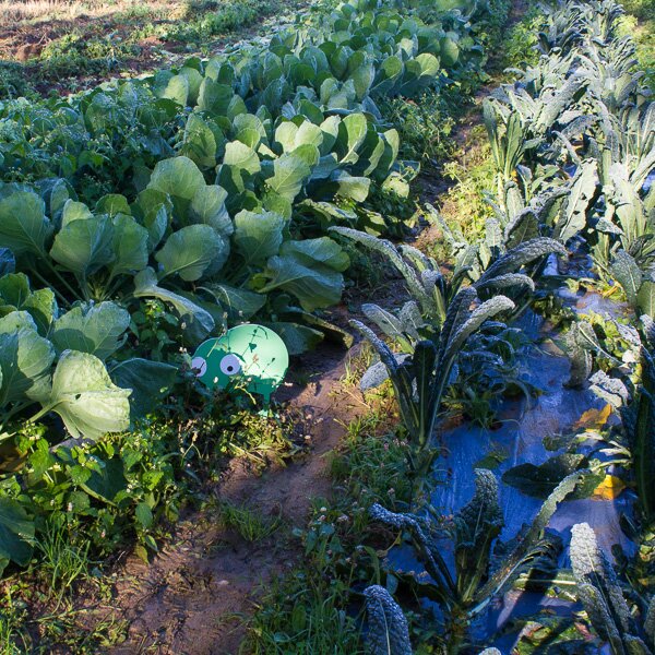 Gli orti sociali a Bergamo
